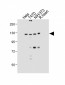 Dnmt3a Antibody